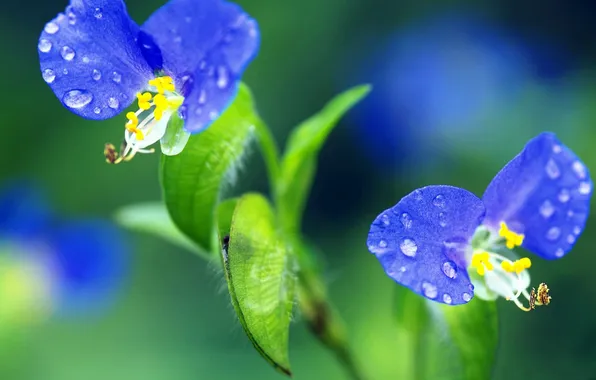 Picture drops, macro, flowers