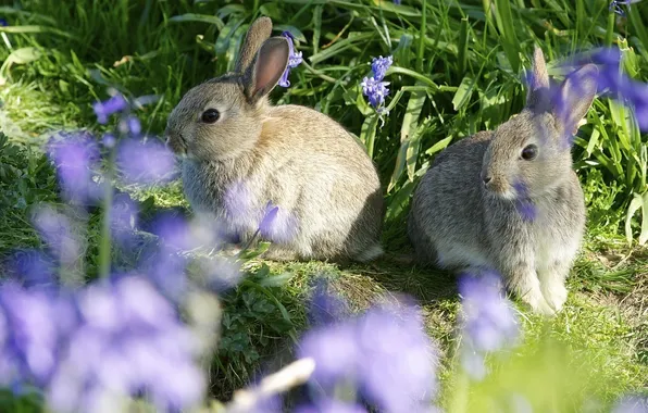 Rabbits, a couple, bokeh