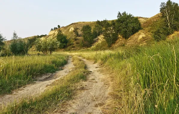 Field, summer, landscape, nature