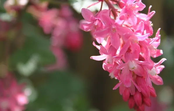 Summer, macro, nature, sprig, pink flowers