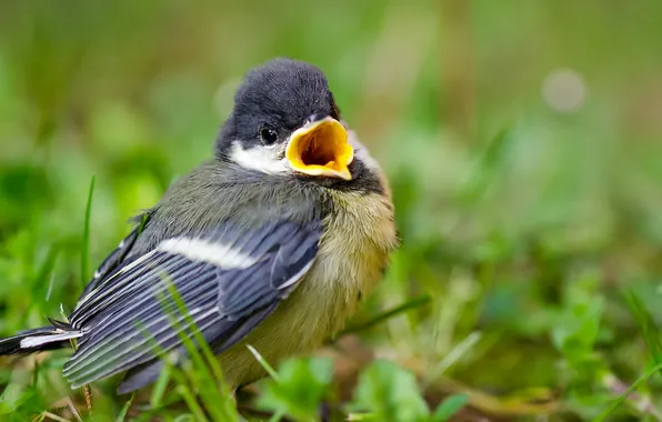 Nature, background, bird