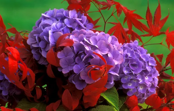 Picture leaves, bouquet, petals
