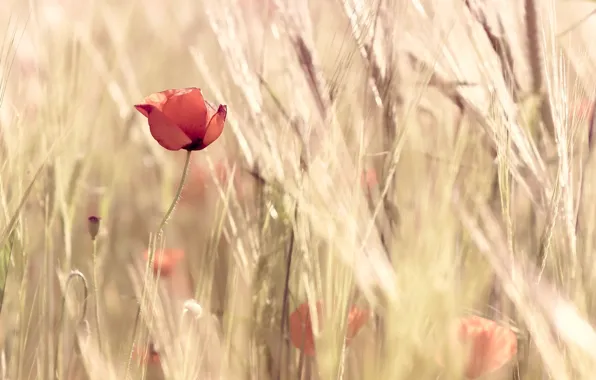 Wheat, field, flowers, red, nature, background, widescreen, Wallpaper