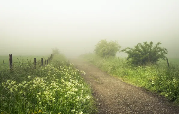 Picture road, summer, fog