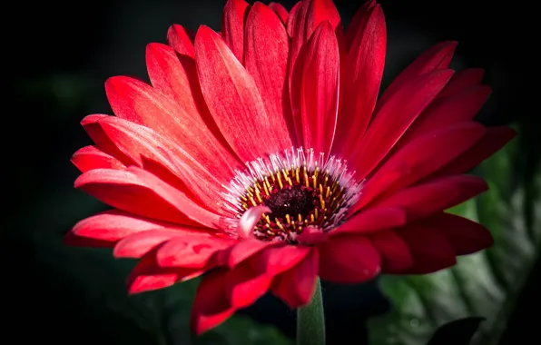 Picture macro, petals, gerbera