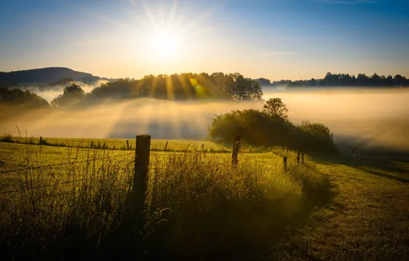 Greens, field, the sky, grass, the sun, rays, trees, fog