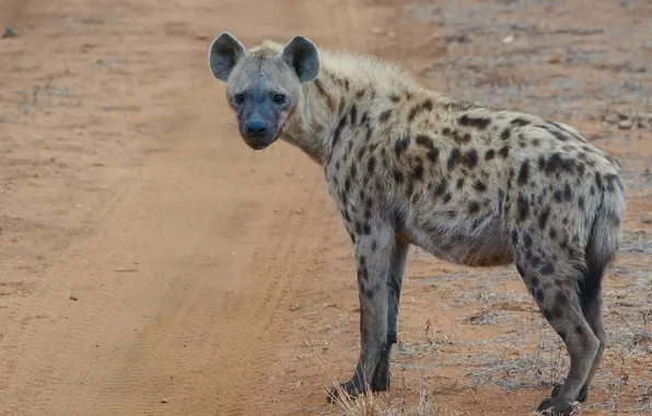 Look, nature, hyena
