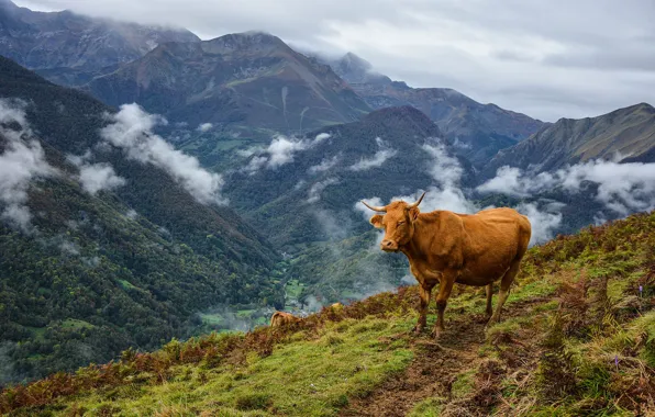 Picture clouds, mountains, cows