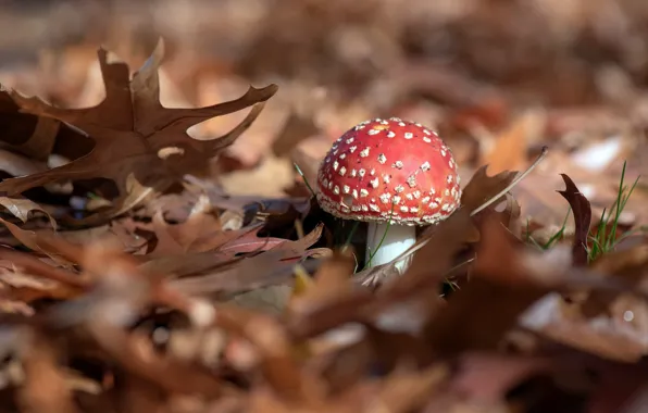 Picture leaves, nature, mushroom