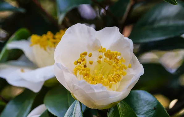 Picture flower, flowering, Camellia, costaric