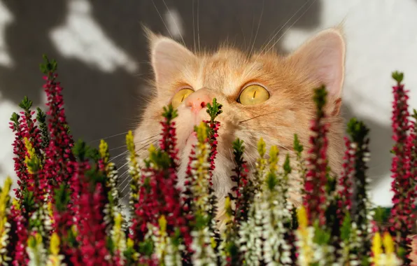 Cat, cat, look, light, flowers, wall, shadow, red