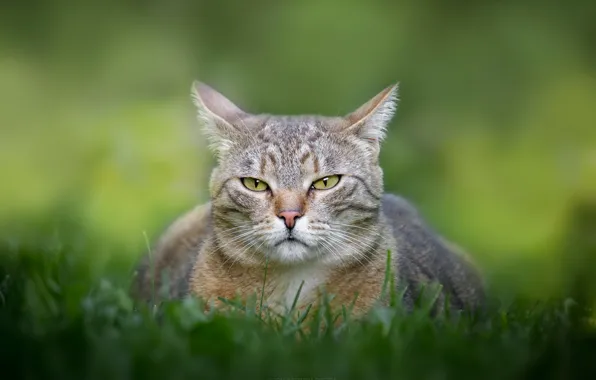 Picture cat, look, muzzle, bokeh