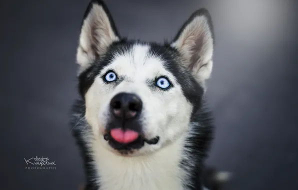 Grey background, husky, KristynaKvapilova