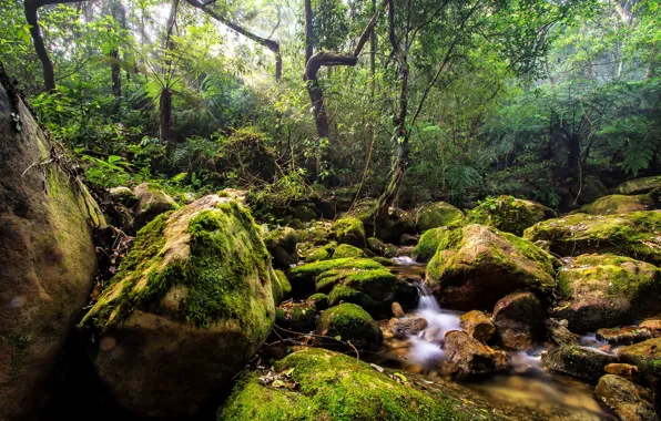 Forest, trees, river, stones, moss, stream