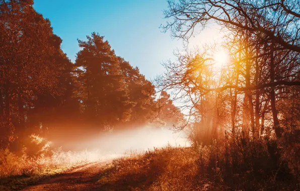 Picture road, autumn, forest, trees, fog, morning