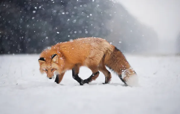 Picture winter, look, snow, Fox, Fox, bokeh