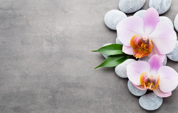Stones, Orchid, pink, orchid