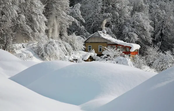 Picture winter, snow, trees, nature, house, the snow