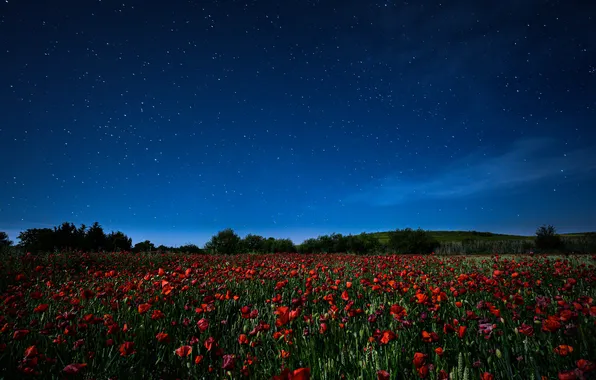 Field, forest, summer, stars, flowers, night, blue, Maki