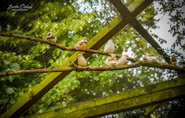 Nature, Birds, Park, Animals, Sorin Ochea Photohraphy