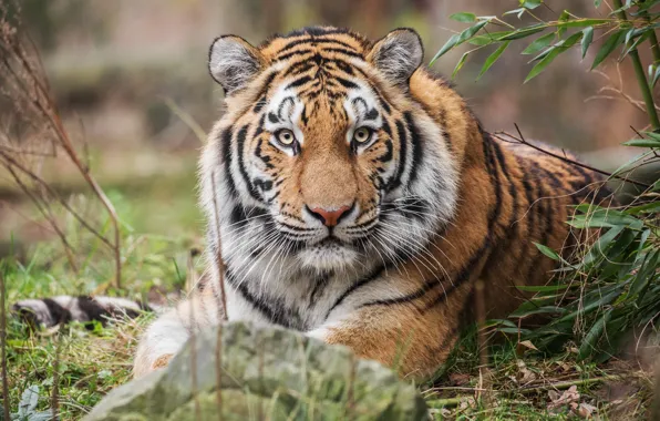 Picture look, wild cat, tigress