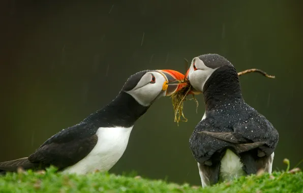 Birds, beak, stalled, Wales, Isle Skomer