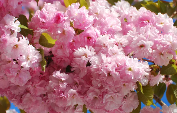 Picture trees, flowers, branches, nature, cherry, spring, garden, sakura