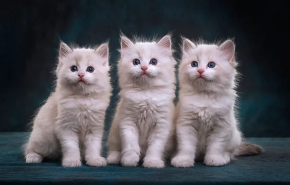 Look, the dark background, kitty, kittens, three, white, kitty, trio