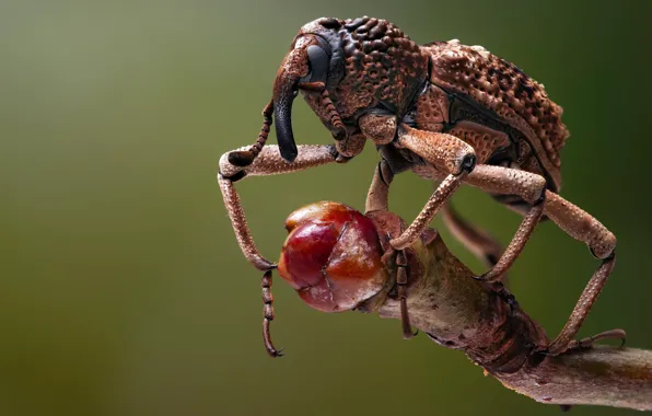 Macro, background, legs, beetle, branch, nose, insect, brown