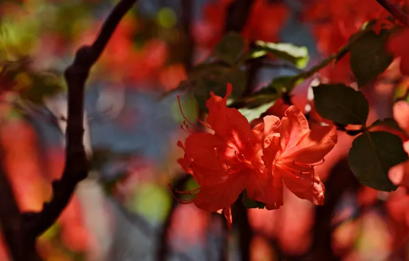 Picture red, flowers, light, Azalea, rhododendrons, bokeh, branches