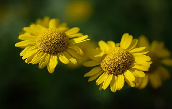 Flowers, nature, background