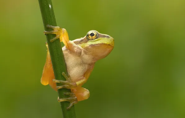 Background, frog, stem, green