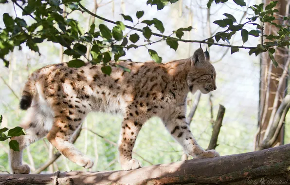 Picture cat, branches, shadow, profile, log, lynx