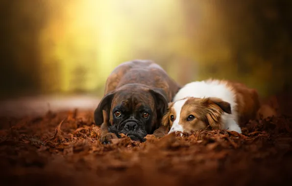 Picture autumn, dogs, leaves, pair, bokeh, two dogs, Boxer