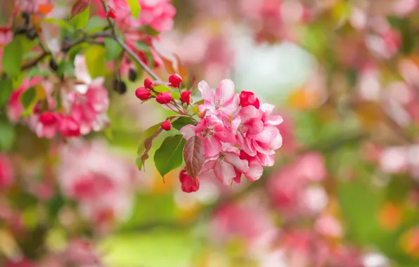 Macro, flowers, branches, spring, Apple, flowering, bokeh, buds