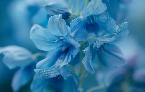 Flower, macro, petals, blue, blue, inflorescence, bokeh, delphinium