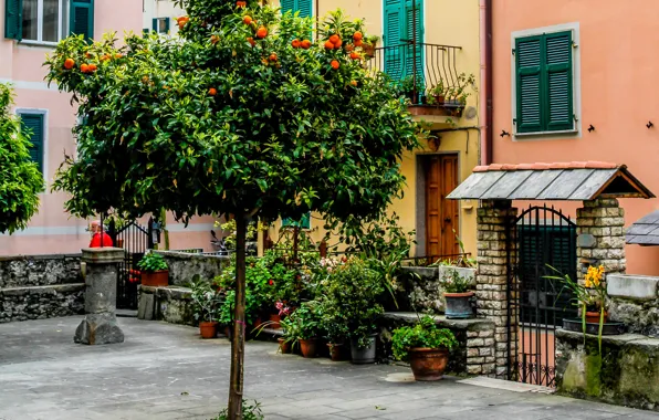 Picture flowers, house, tree, yard, Italy, pots, wicket, Cinque Terre