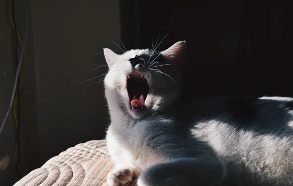 White, cat, yawns
