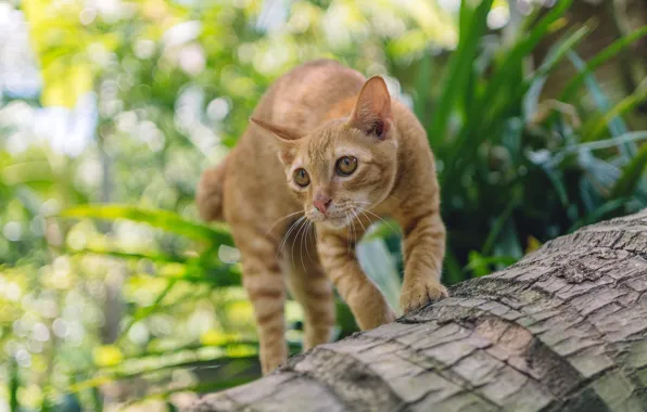 Cat, grass, cat, look, face, leaves, pose, kitty