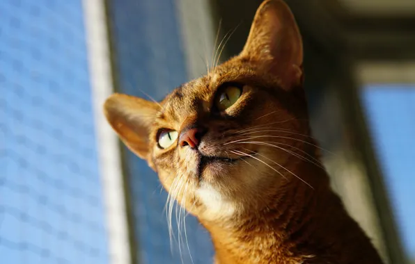 Eyes, cat, mustache, cat