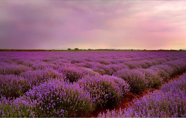 Sunset, Sunset, Lavender, Lavender field