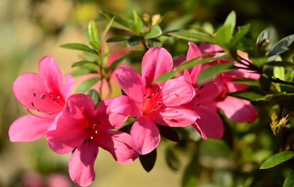 Picture leaves, nature, petals, inflorescence