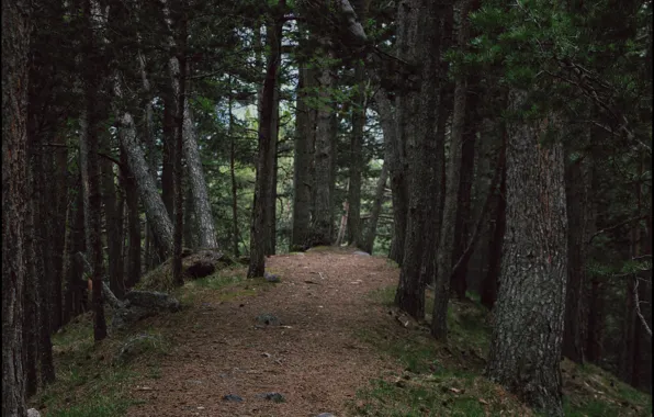 Picture forest, spring, Elbrus