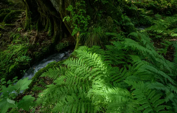 Nature, Forest, Stream, Moss, Roots, Fern