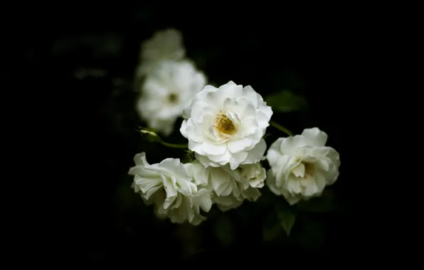Picture flowers, branches, roses, blur, white, black background