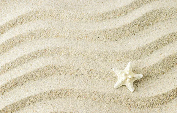 Sand, background, starfish, beach, texture, background, sand, marine