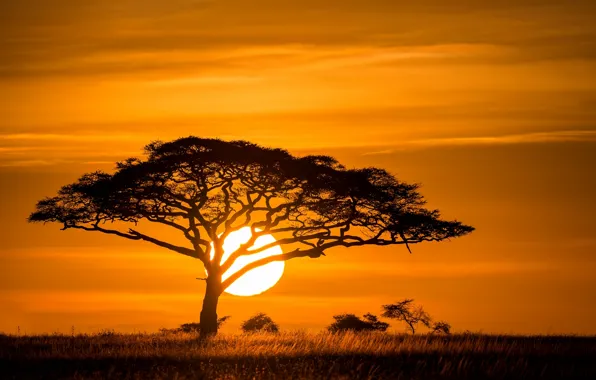Picture the sun, sunset, tree, Savannah