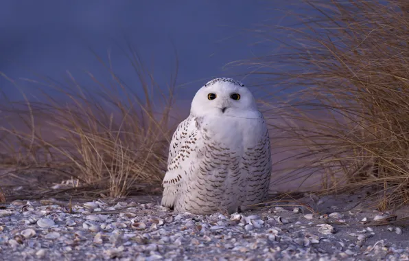 Look, owl, bird, shell, polar