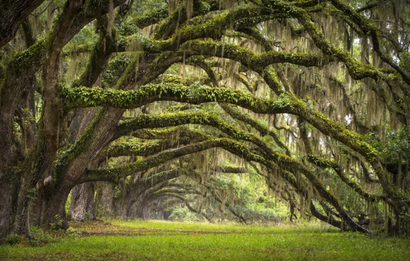 Trees, South Carolina, USA, alley, oaks, state, Charleston