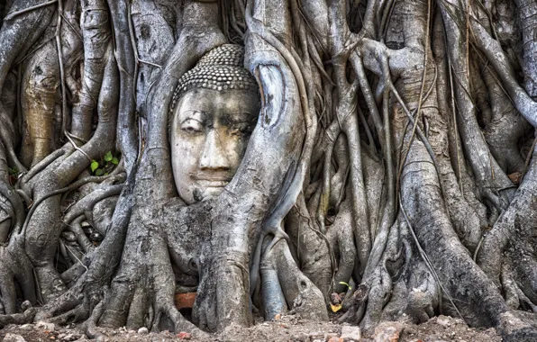 Picture tree, Thailand, Ayutthaya